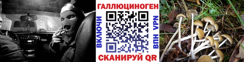 Псилоцибиновые грибы Psilocybine cubensis Нестеров